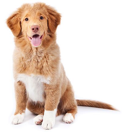 Bán chó Golden Retriever thuần chủng 1.5 tuổi, đã qua huấn luyện