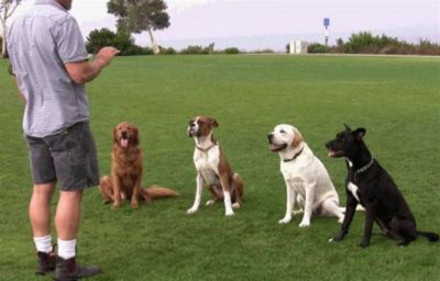 Cách huấn luyện chó canh giữ nhà cửa